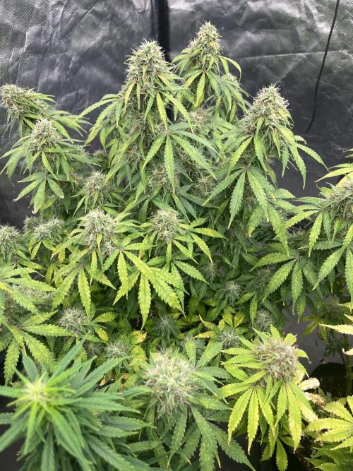 Grande Colla. Week 9 - Questa ancora 2 settimane è la tolgo 