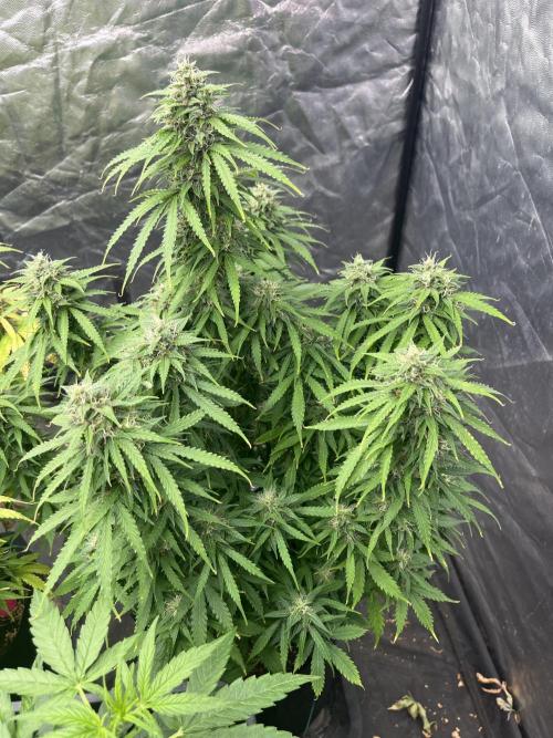 Grande Colla. Week 9 - Sempre Gorilla Glue ma un po più indietro di crescita