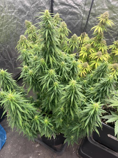 Grande Colla. Week 9 - Questa è la mia Cugino Hitt della famiglia Adams😅Vedremo ma è  molto indietro 