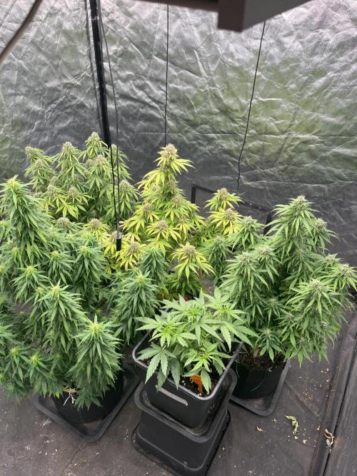 Grande Colla. Week 9 - Sono tutte state messe a dimora 18 ottobre ma stavolta c’è molta differenza 