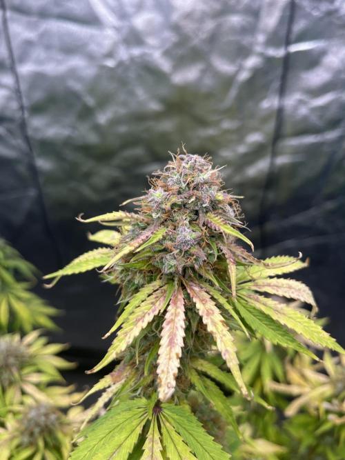 Grande Colla. Week 10