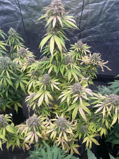 Grande Colla. Week 10