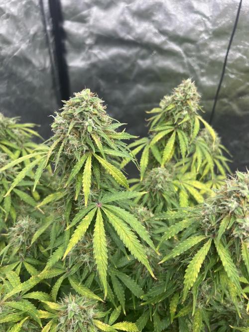 Grande Colla. Week 10