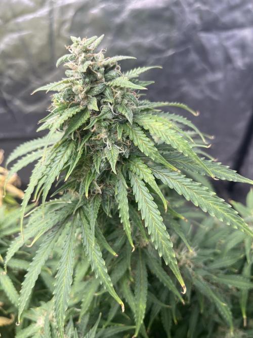 Grande Colla. Week 10