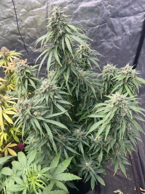 Grande Colla. Week 10