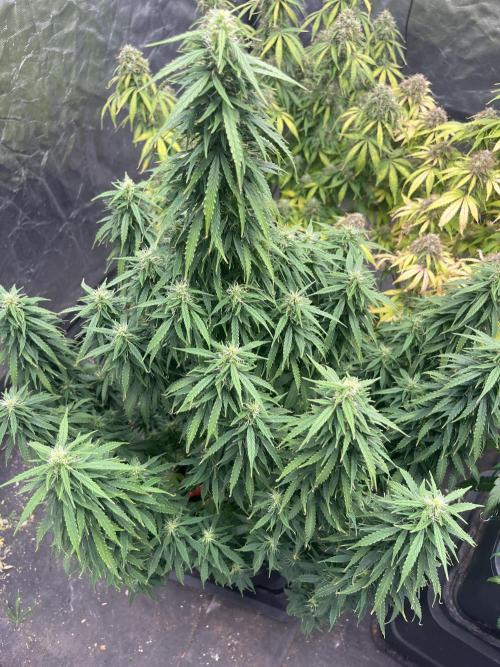 Grande Colla. Week 10