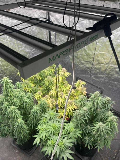 Grande Colla. Week 10