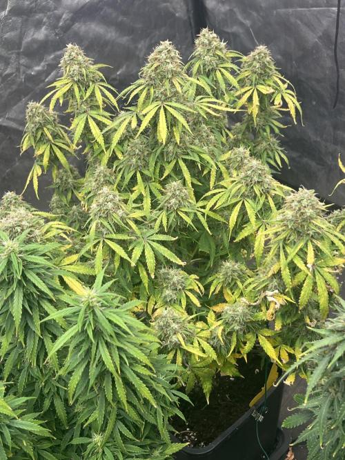 Grande Colla. Week 11 - Gorilla Glue.Oggi 5 gennaio ho fatto un abbondante risciacquo 