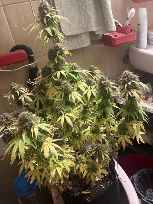 Grande Colla. Week 11 - Questa gorilla glue invece è al buio per   48/60 ore
Lo messa nel bagno 