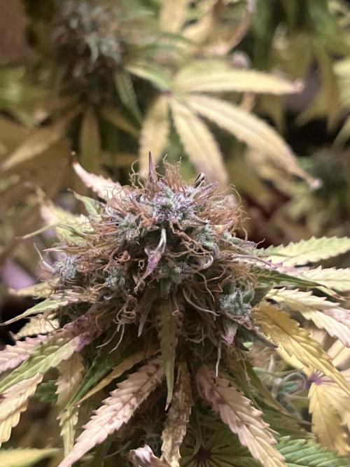 Grande Colla. Week 11 - È piena e brilla di luce propria
Lascia un buonissimo profumo in bagno😋