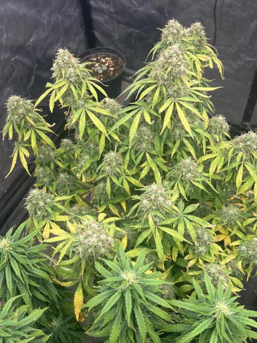 Grande Colla. Week 11 - Sempre la stessa pianta risciacquata oggi 05/01/2026