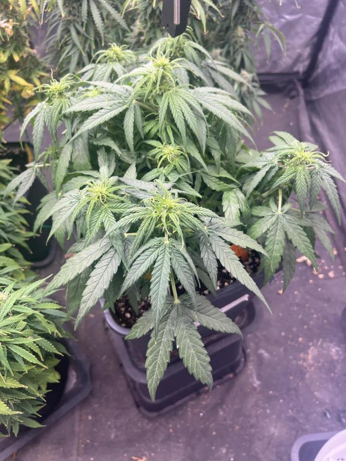 Titan F1 rqs. Week 4 - Piccola , compatta messa in box il 3/12/2026..perciò ha 1 mese adesso la TitanF1