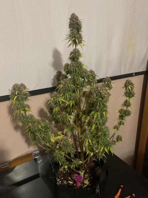 Grande Colla. Week 12