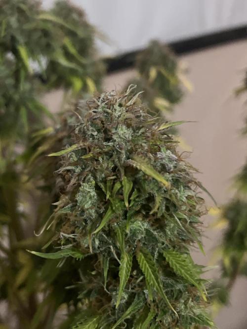 Grande Colla. Week 12