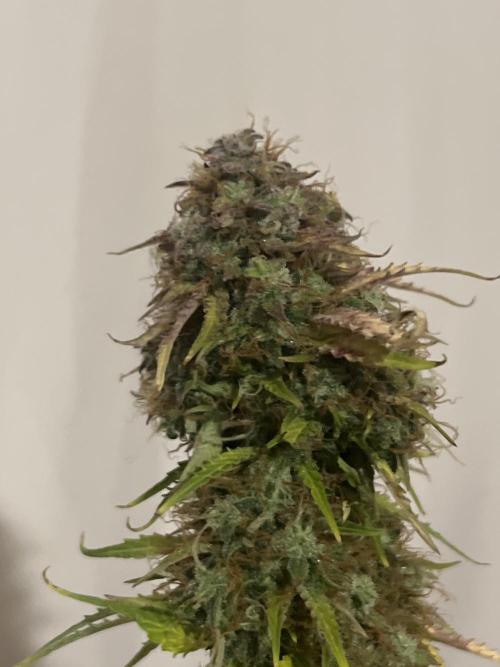 Grande Colla. Week 12