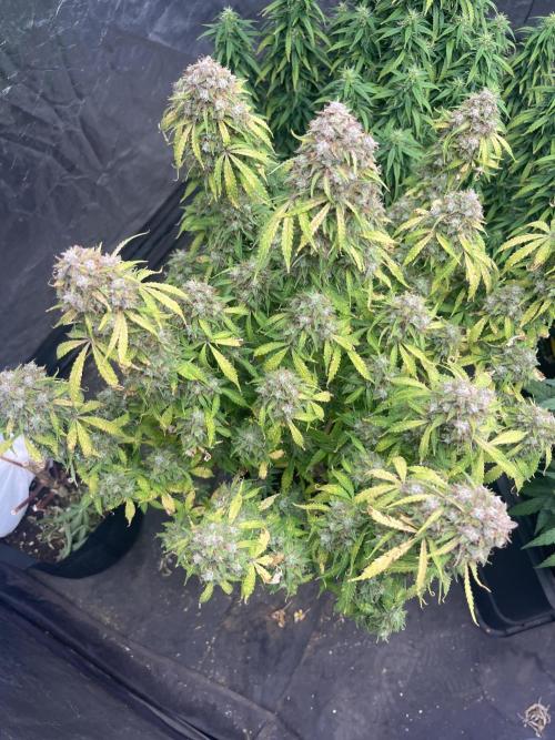 Grande Colla. Week 12 - Atasera la metto al buio per 48 ore o piu