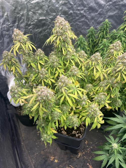 Grande Colla. Week 12 - Gorilla Glue anche questa a dimora il 18/10/2025