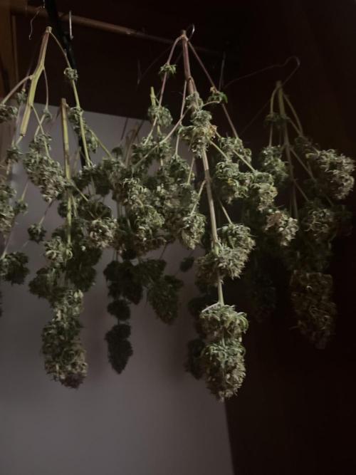 Grande Colla. Week 13 - Saranno circa 70/80 grammi non di meno…difficile che sbaglio😂