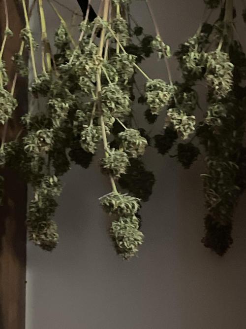 Grande Colla. Week 13 - Appena asciuga bene la peso ma a occhio sarà 80 grammi 
Gorilla Glue FastBuds 
