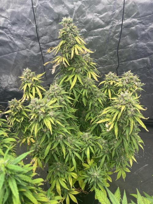 Grande Colla. Week 13 - Questa è la terza che taglio,tra qualche giorno altro
Gorilla 🦍 Glue FustBuds 