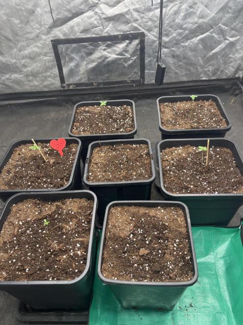 Banana punch!. Week 1 - 1 giorno vegetativo delle 5 Banana Purple Punch Auto della FastBuds 
