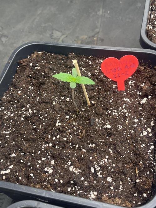 Banana punch!. Week 1 - 3” giorno Banana
