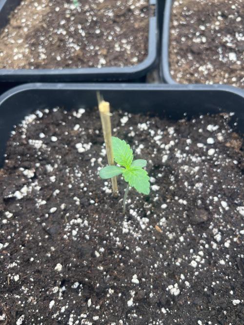 Banana punch!. Week 1 - 3” giorno
Banana 