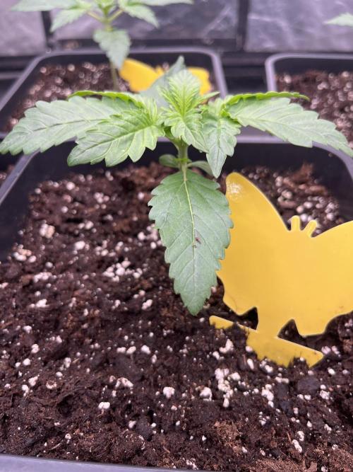 Banana punch!. Week 2