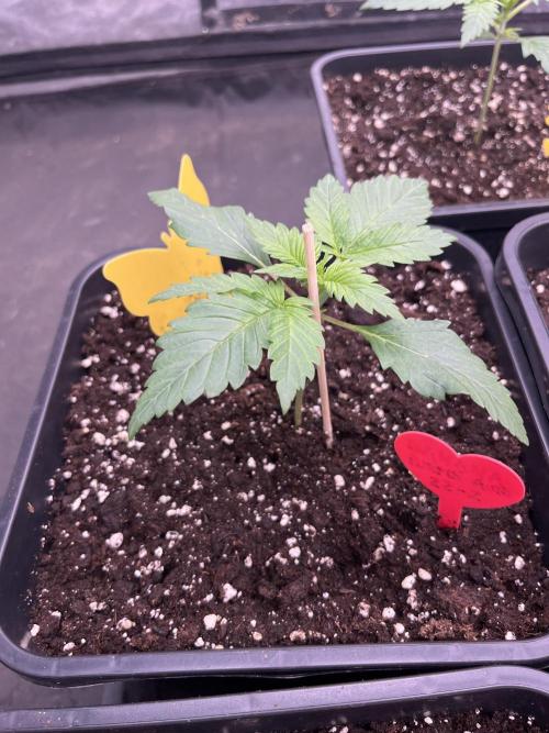 Banana punch!. Week 2