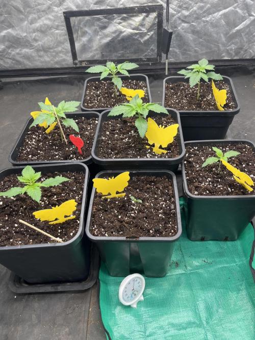 Banana punch!. Week 2