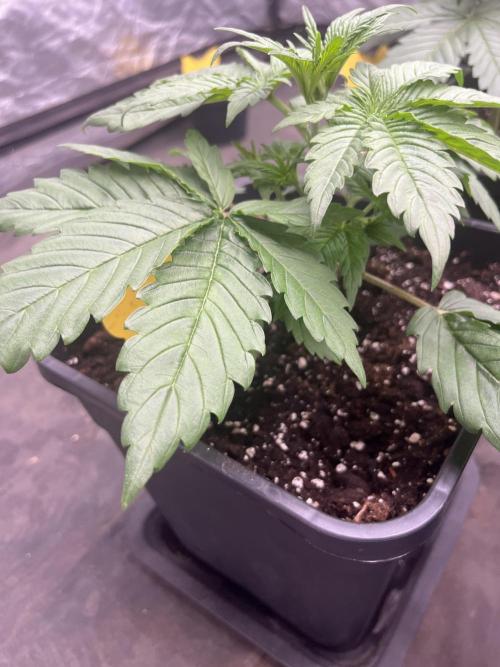 Banana punch!. Week 3