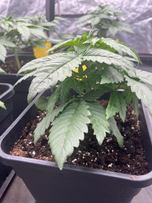 Banana punch!. Week 3
