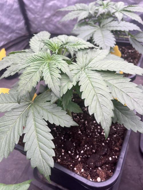 Banana punch!. Week 3