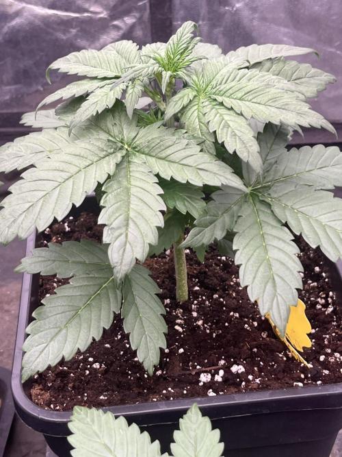 Banana punch!. Week 3