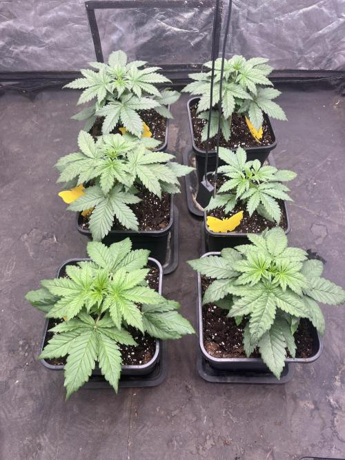 Banana punch!. Week 3
