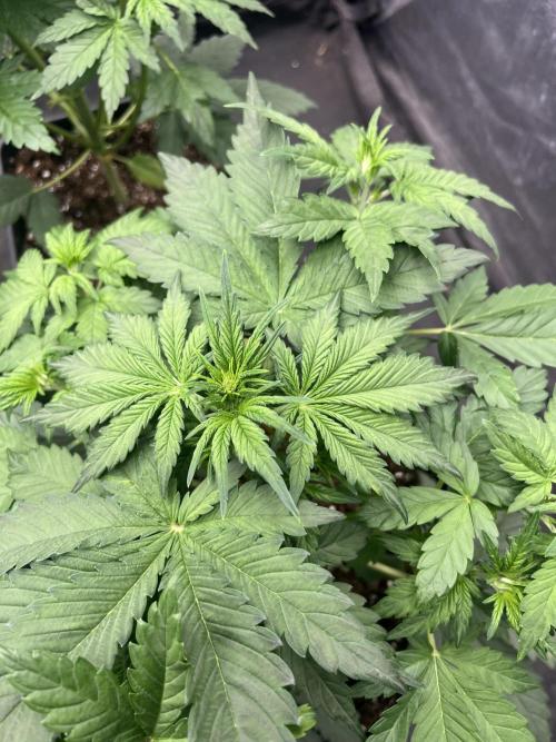 Banana punch!. Week 4