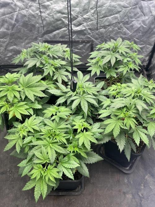 Banana punch!. Week 4