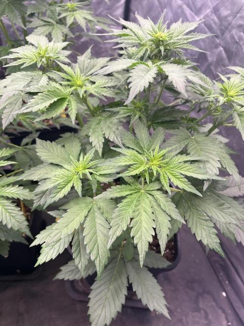 Banana punch!. Week 4