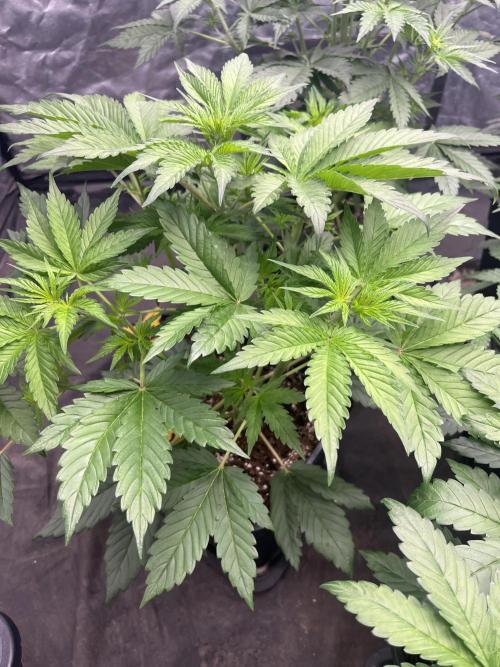 Banana punch!. Week 4