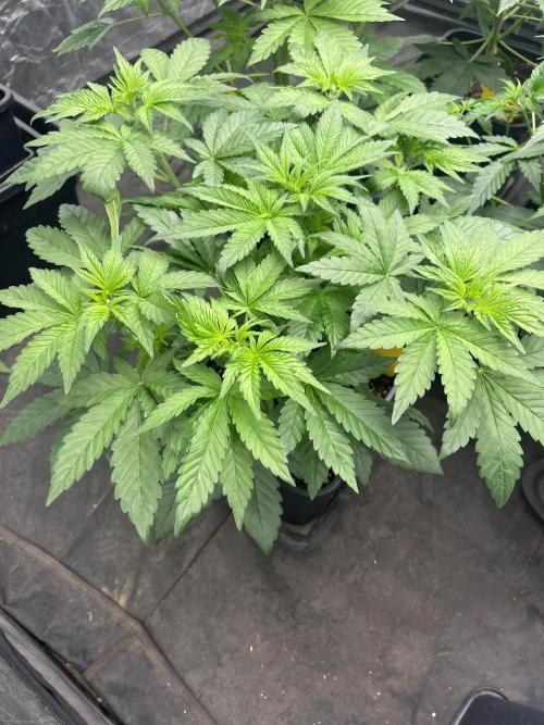 Banana punch!. Week 4