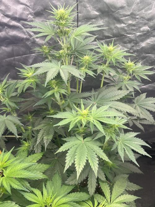 Banana punch!. Week 5