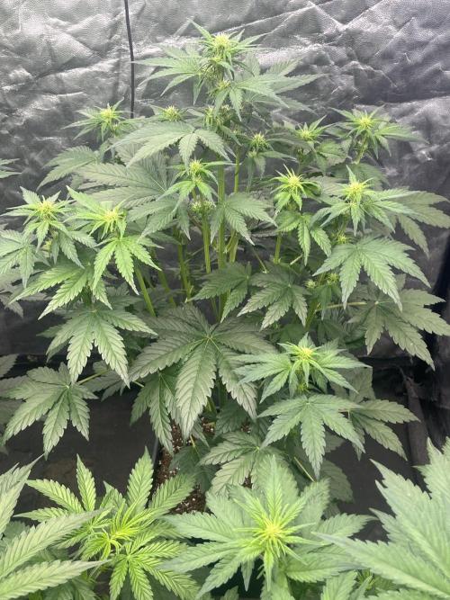 Banana punch!. Week 5