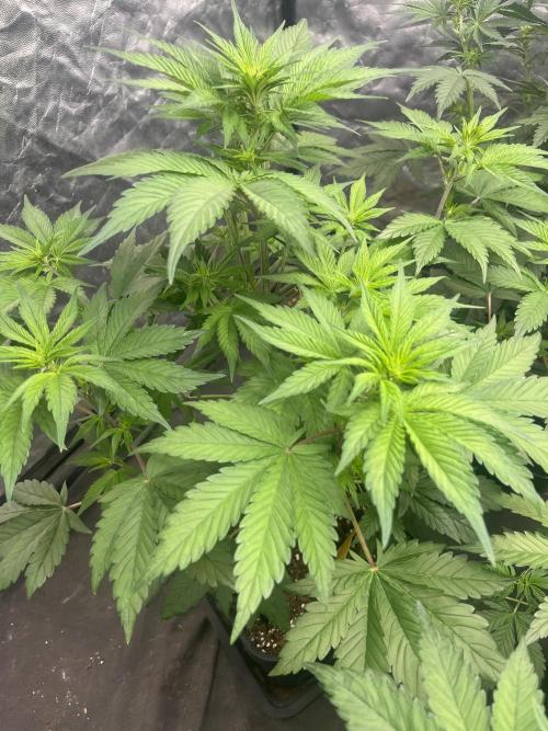 Banana punch!. Week 5