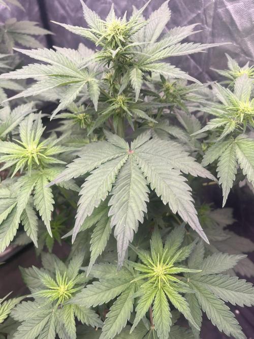 Banana punch!. Week 5