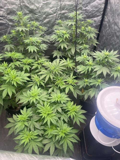 Banana punch!. Week 5