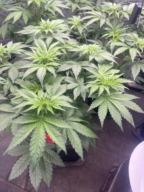Banana punch!. Week 5