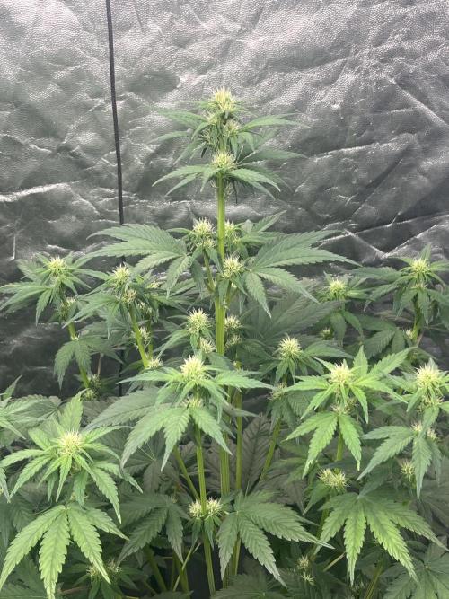 Banana punch!. Week 6