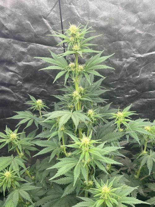 Banana punch!. Week 6 - Una delle 5 Banana Purple auto FastBuds 