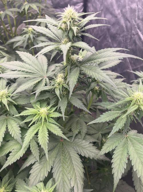 Banana punch!. Week 6 - Banana Purple Fast Buds auto 
Fine marzo