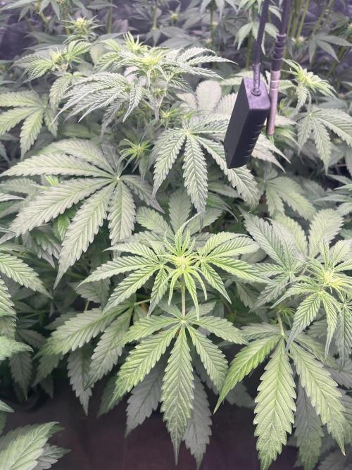 Banana punch!. Week 6 - Questa è una Cristal Candy auto (… seme omaggio )Korn Garden